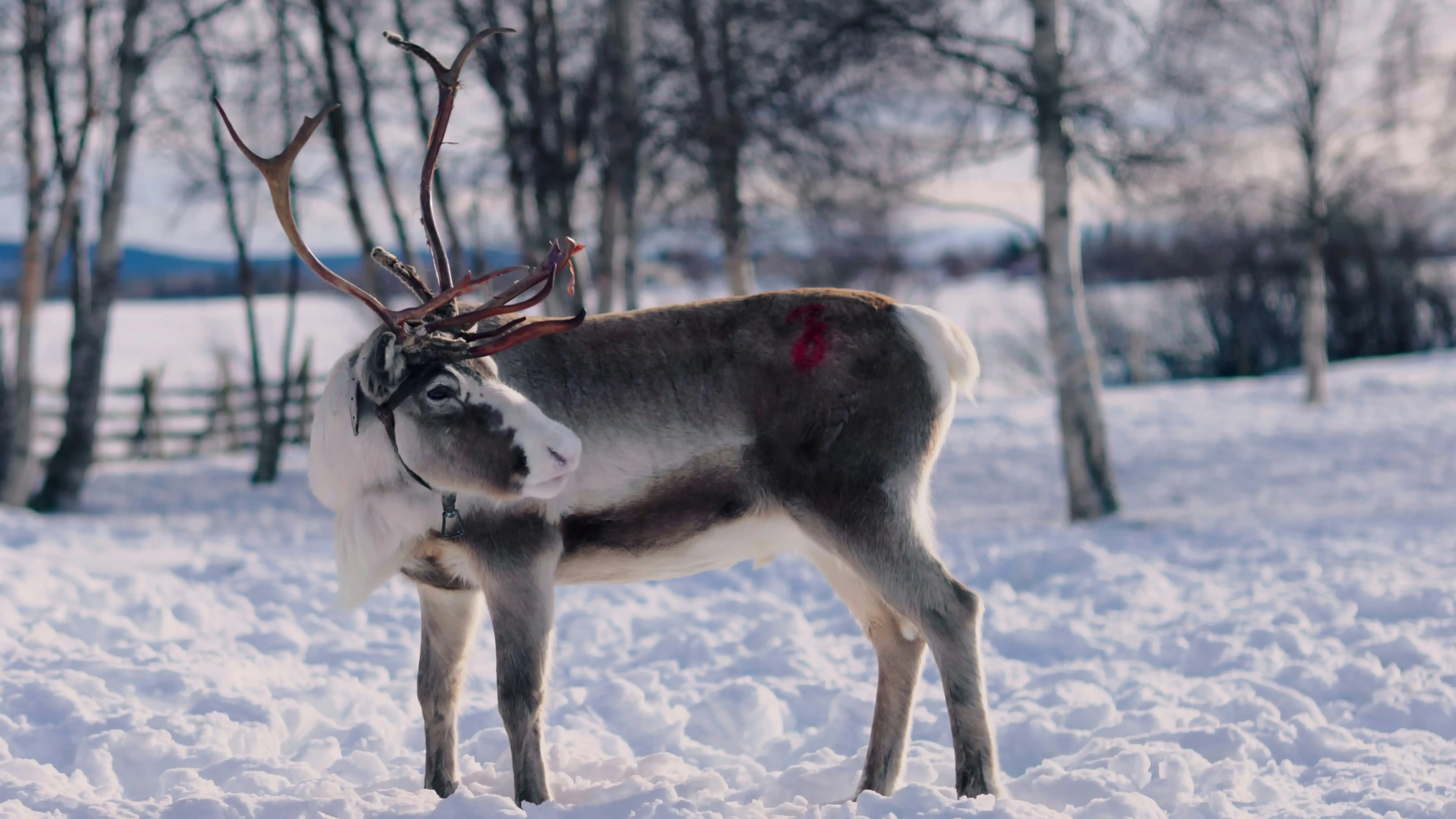 Tips for Personalizing Your Reindeer Gift Bags
